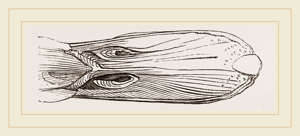 Detail of Bill of Mallard by Anonymous