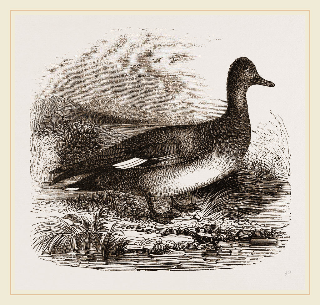 Detail of Gadwall by Anonymous