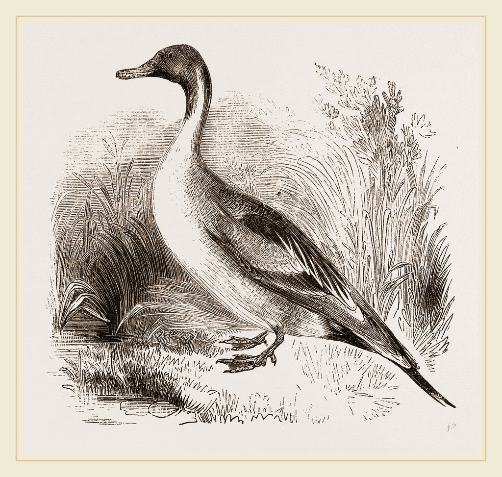 Detail of Pintailed Duck by Anonymous
