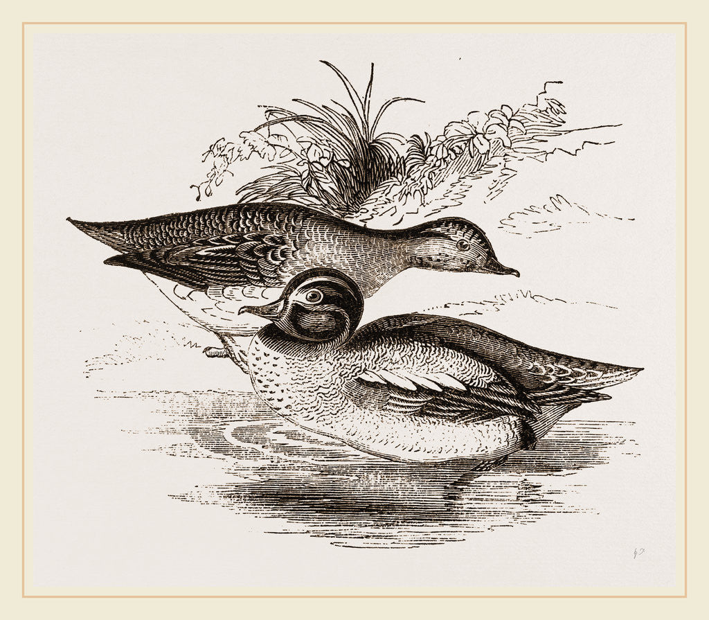 Detail of Common Teals by Anonymous