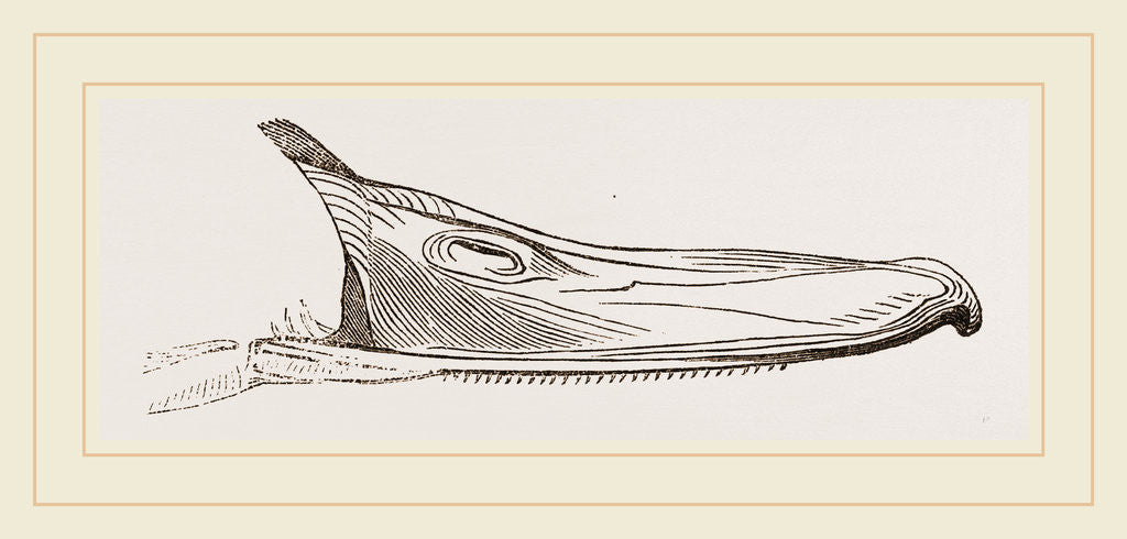 Detail of Bill of Pintailed Duck by Anonymous