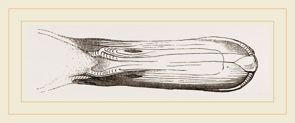 Detail of Bill of Pintailed Duck by Anonymous