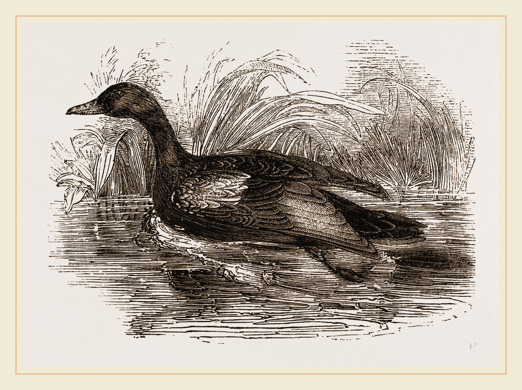 Detail of Blue-winged Teal by Anonymous