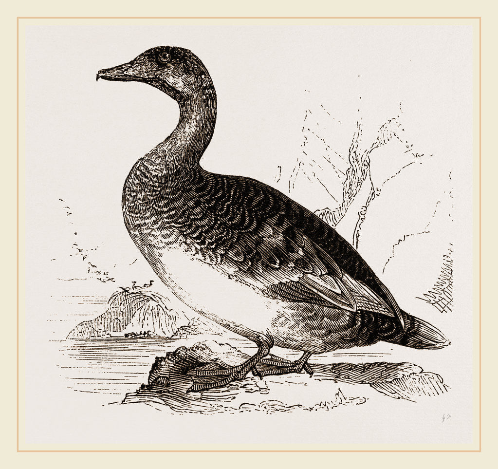 Detail of Female Eider-Duck by Anonymous