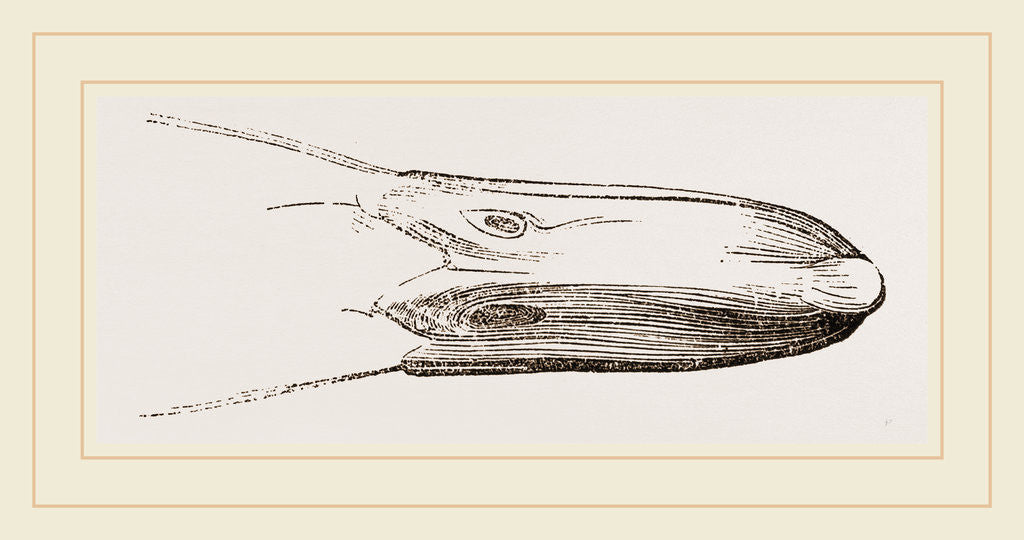 Detail of Bill of Widgeon by Anonymous
