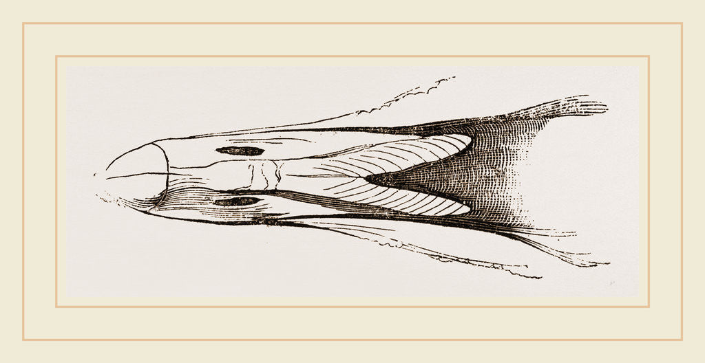 Detail of Bill of Eider-Duck by Anonymous