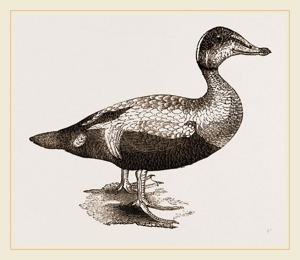 Detail of Eider-Duck by Anonymous
