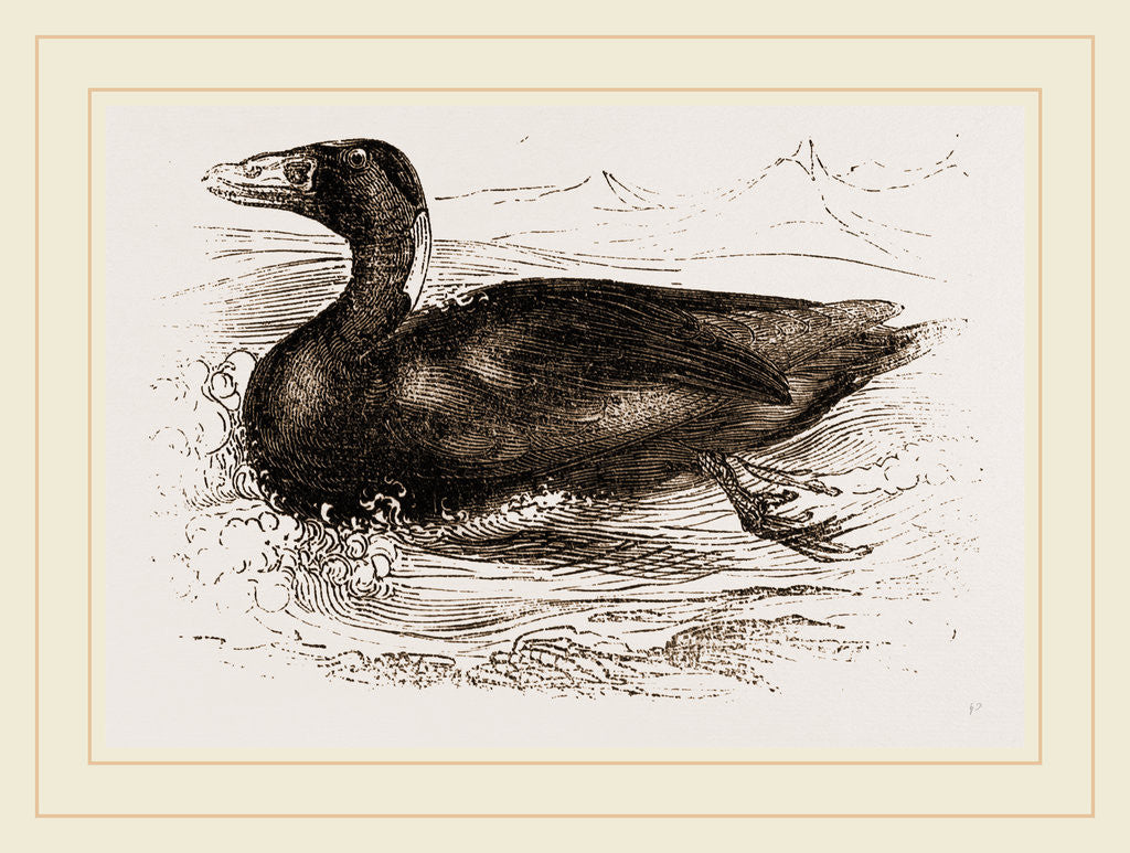 Detail of Surf-Duck by Anonymous