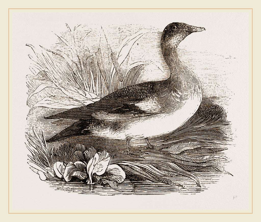 Detail of Americau Widgeon by Anonymous