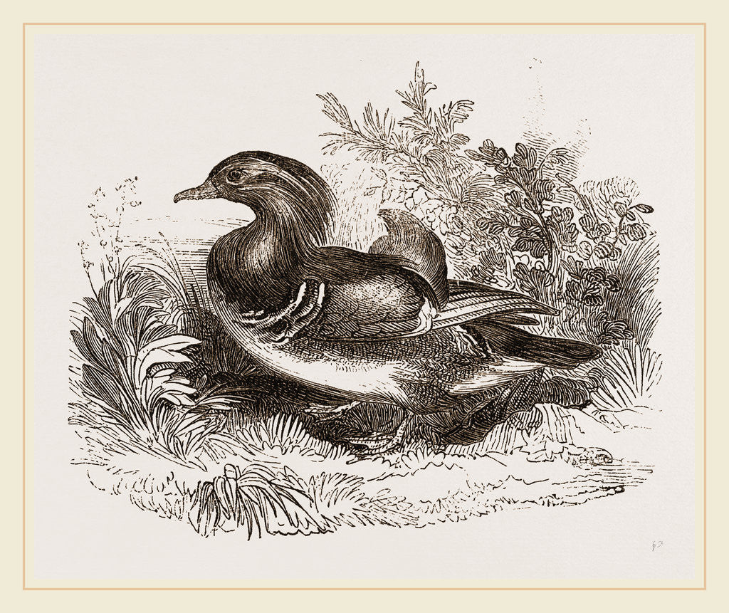 Detail of Mandarin duck by Anonymous