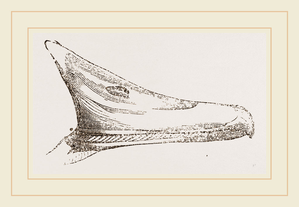 Detail of Bill of Summer Duck by Anonymous