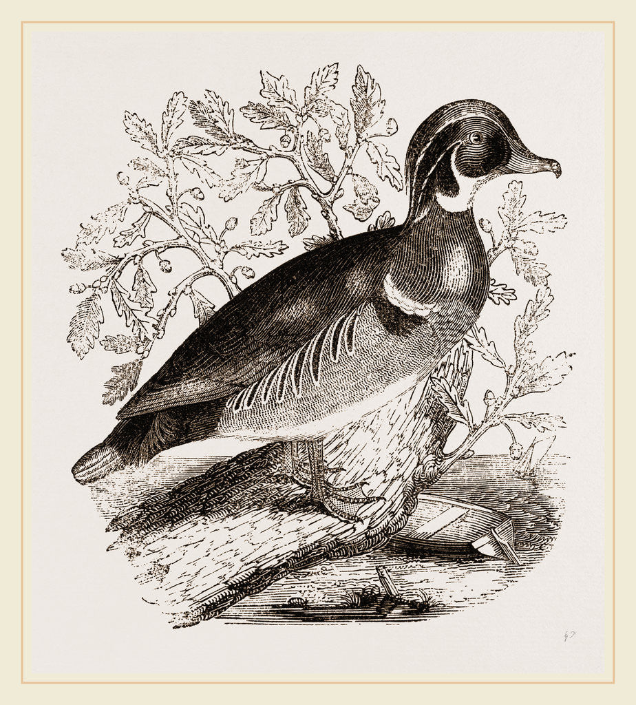 Detail of Summer Duck by Anonymous