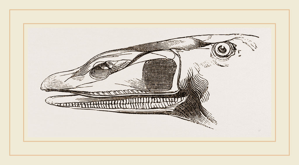 Detail of Bill of Surf-Duck by Anonymous