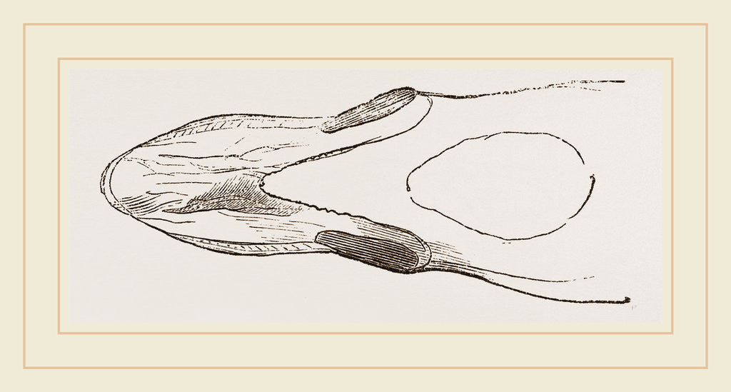 Detail of Bill of Surf-Duck by Anonymous