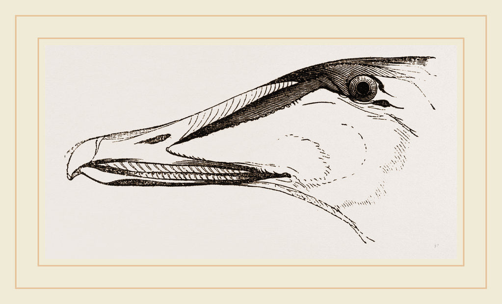 Detail of Bill of Eider-Duck by Anonymous