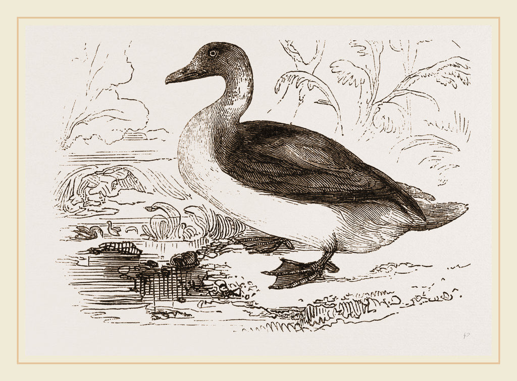 Detail of Long-tailed Duck Female by Anonymous