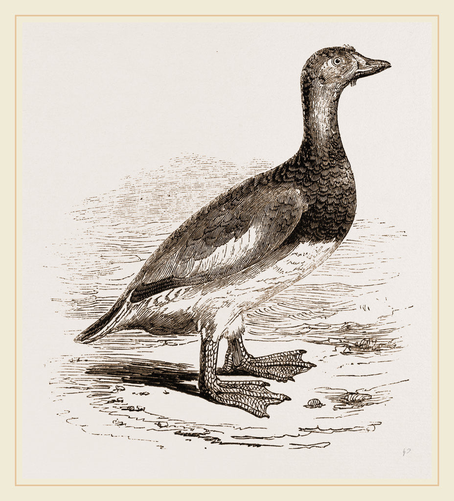 Detail of Steamer-Duck by Anonymous