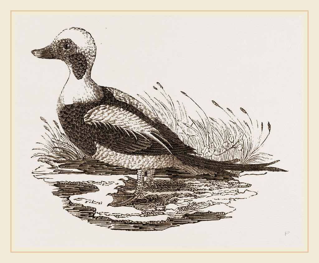 Detail of Long-tailed Duck Male by Anonymous