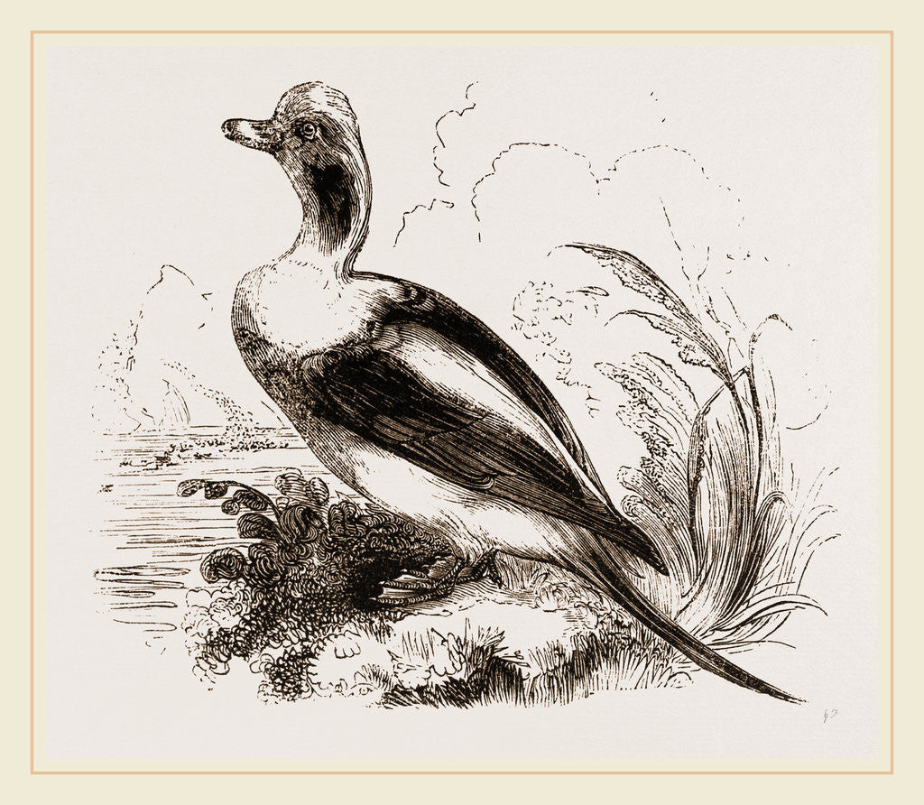 Detail of Long-tailed Duck Male by Anonymous