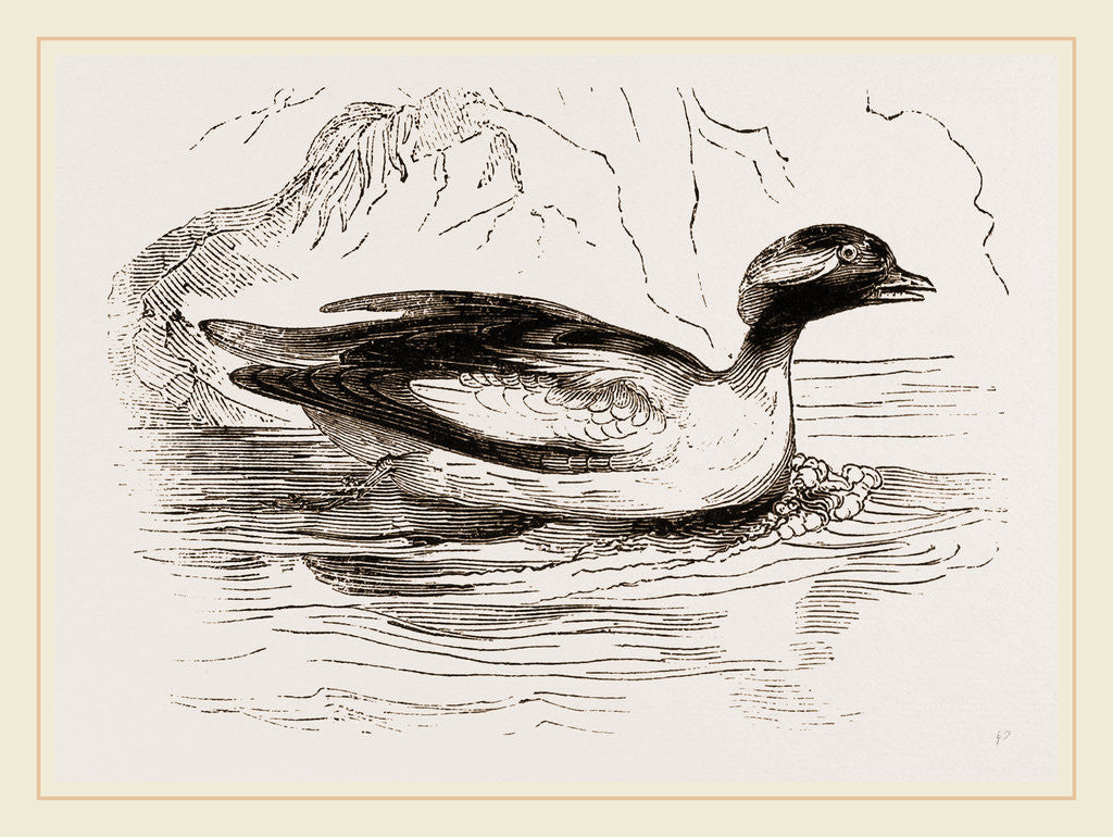Detail of Spirit-Duck Male by Anonymous