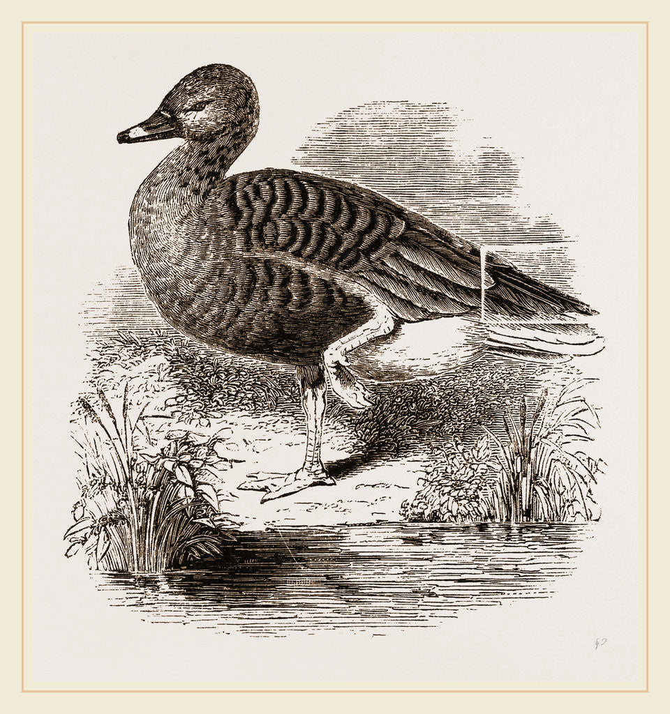 Detail of Beau Goose by Anonymous