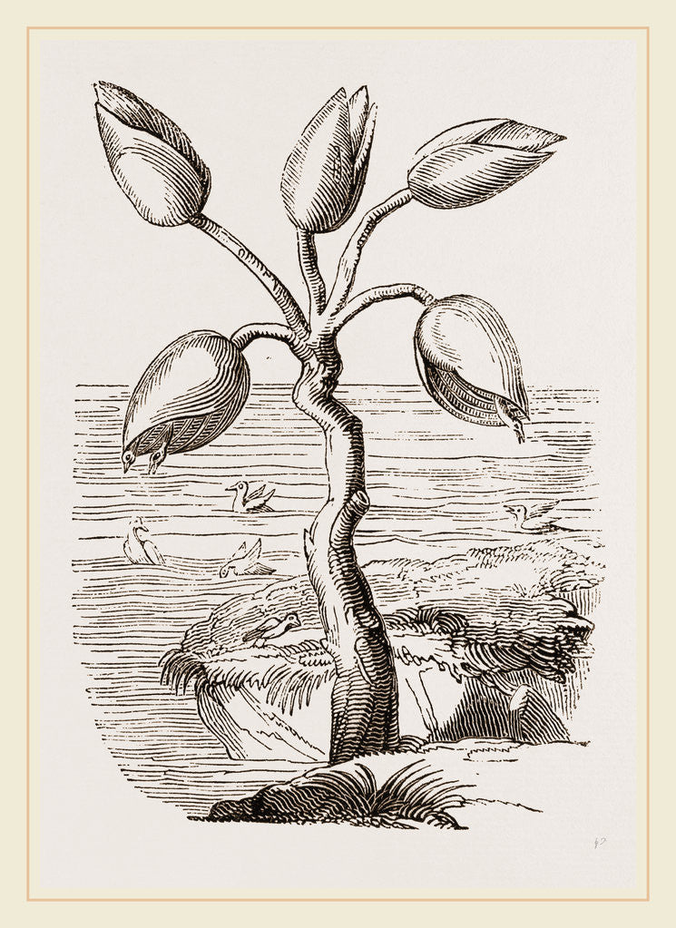 Detail of Bernicles transforming into Geese From Gerard by Anonymous