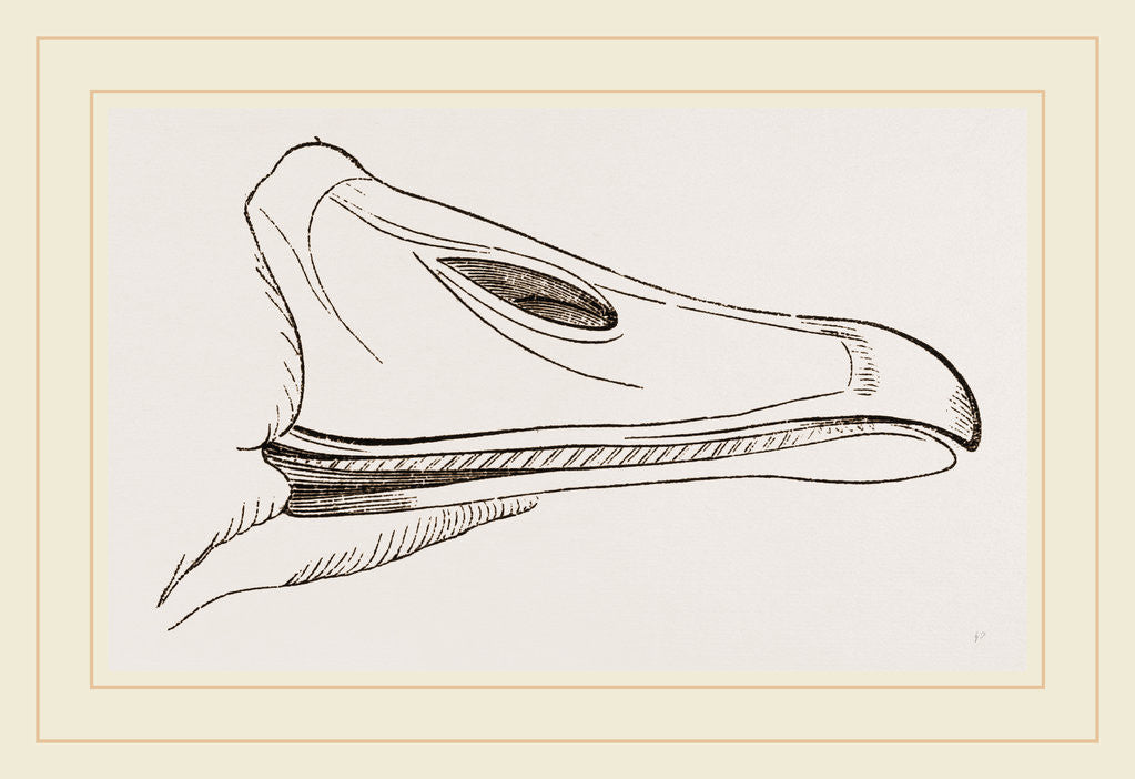 Detail of Bill of Egyptian Goose by Anonymous