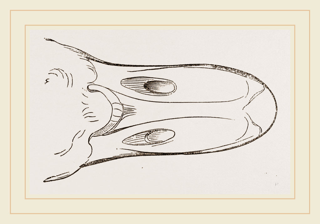 Detail of Bill of Egyptian Goose by Anonymous