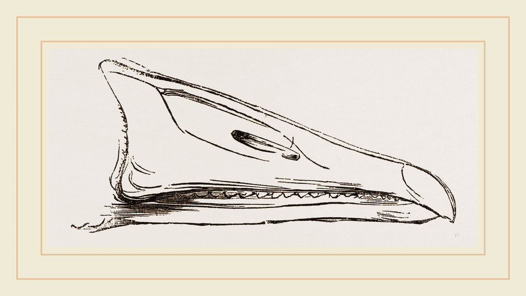 Detail of Bill of Grey-lag Goose by Anonymous