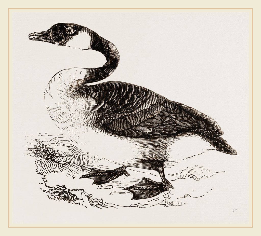 Detail of Canada Goose by Anonymous