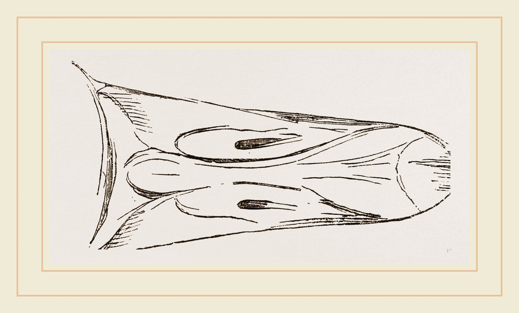 Detail of Bill of Grey-lag Goose by Anonymous