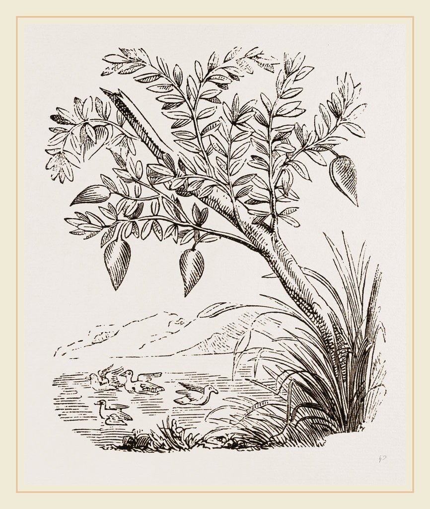 Detail of Bernicle Goose-tree by Anonymous
