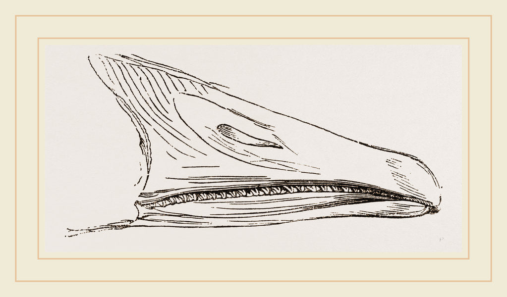 Detail of Bill of Snow Goose by Anonymous