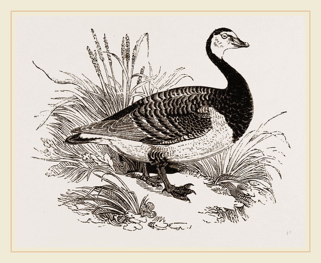 Detail of Bernicle Goose by Anonymous
