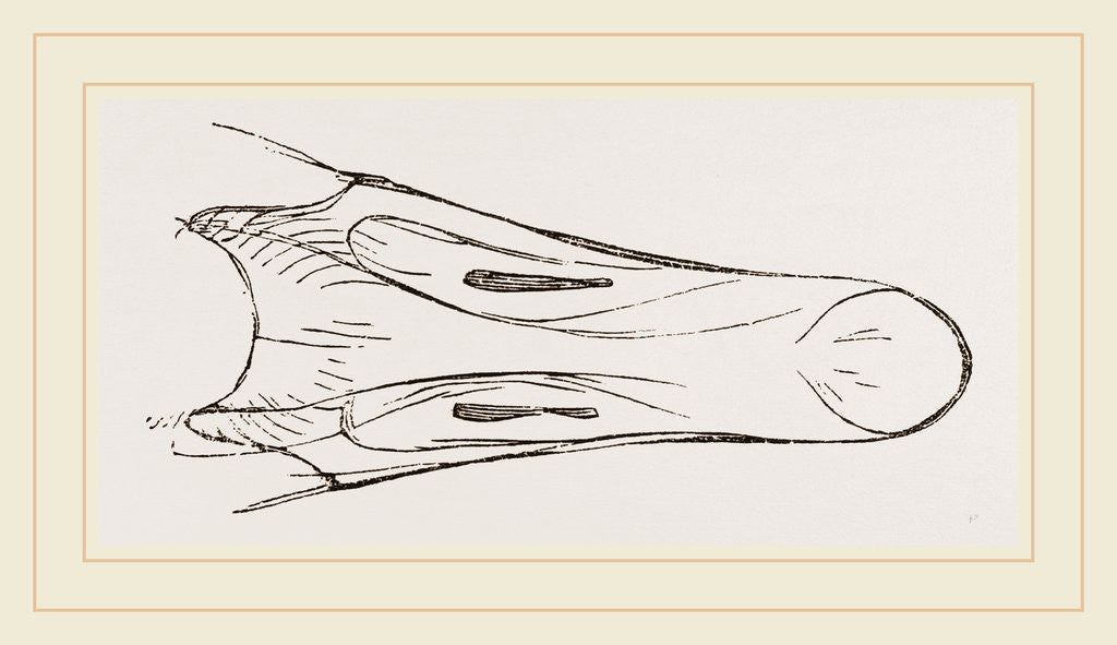 Detail of Bill of Snow Goose by Anonymous