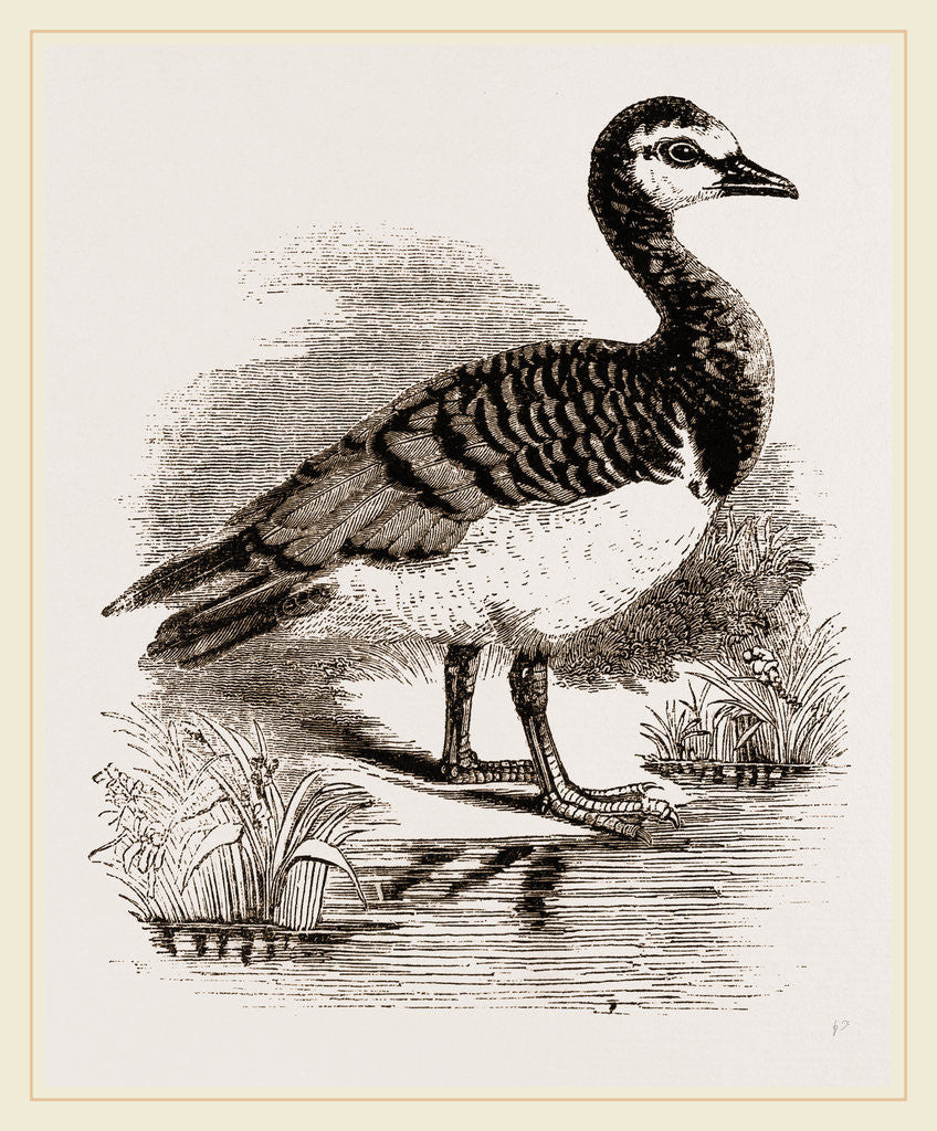 Detail of Bernicle Goose by Anonymous