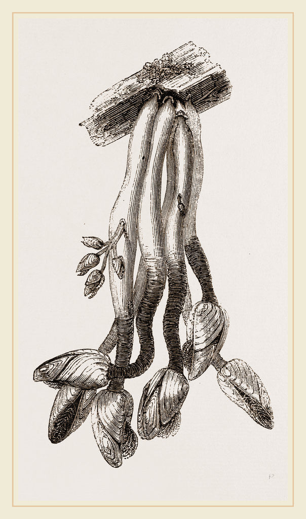 Detail of The Bernicle by Anonymous