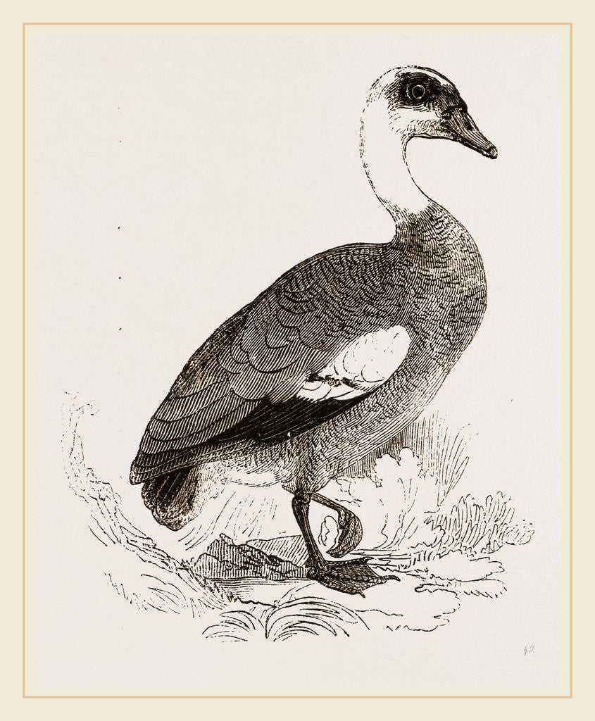 Detail of Egyptian Goose by Anonymous