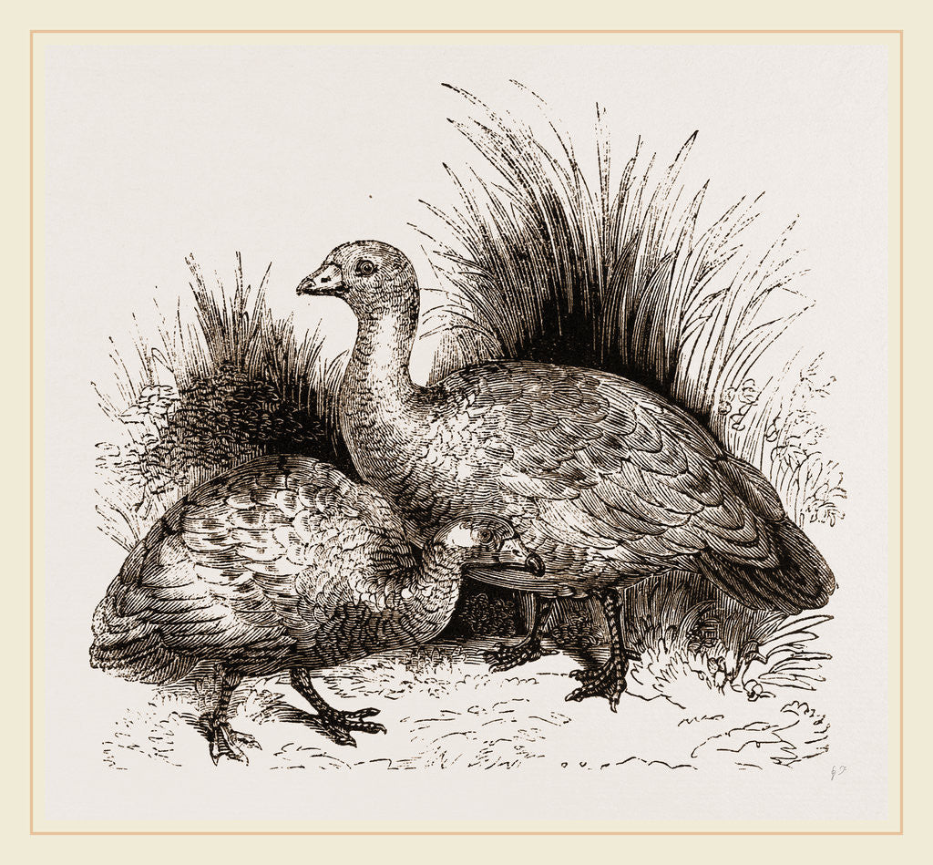 Detail of Cereopsis Geese by Anonymous
