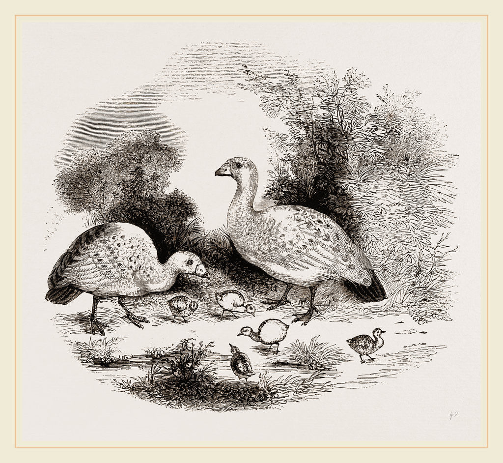 Detail of Cereopsis Geese and Young by Anonymous