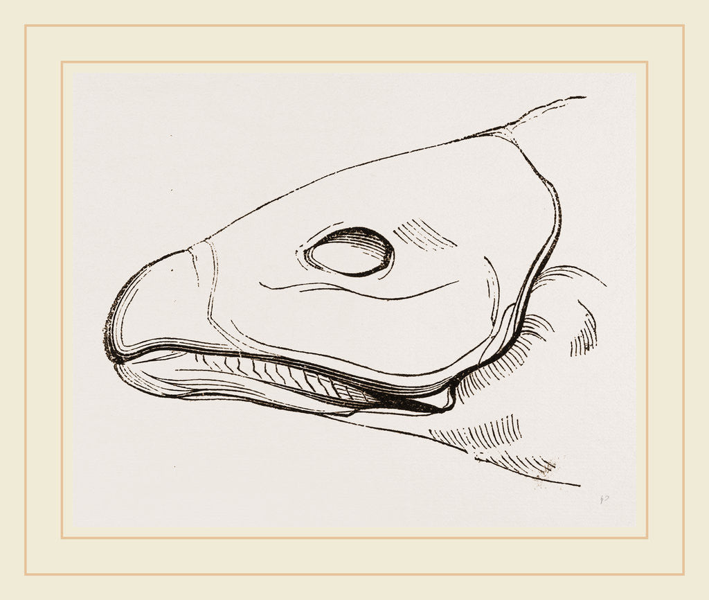 Detail of Bill of Cereopsis Goose by Anonymous