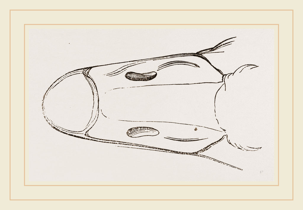 Detail of Bill of Cereopsis Goose by Anonymous