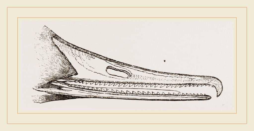 Detail of Bill of Merganser by Anonymous