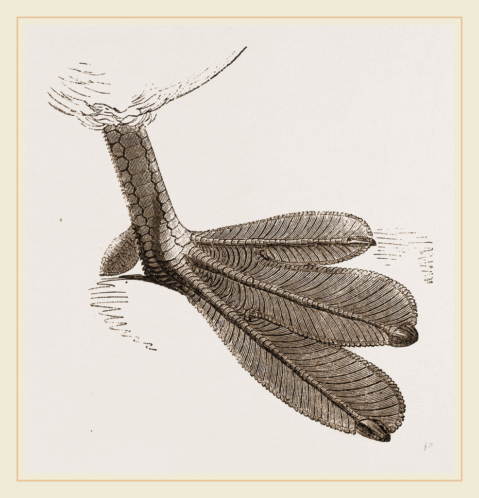 Detail of Foot of Grebe by Anonymous
