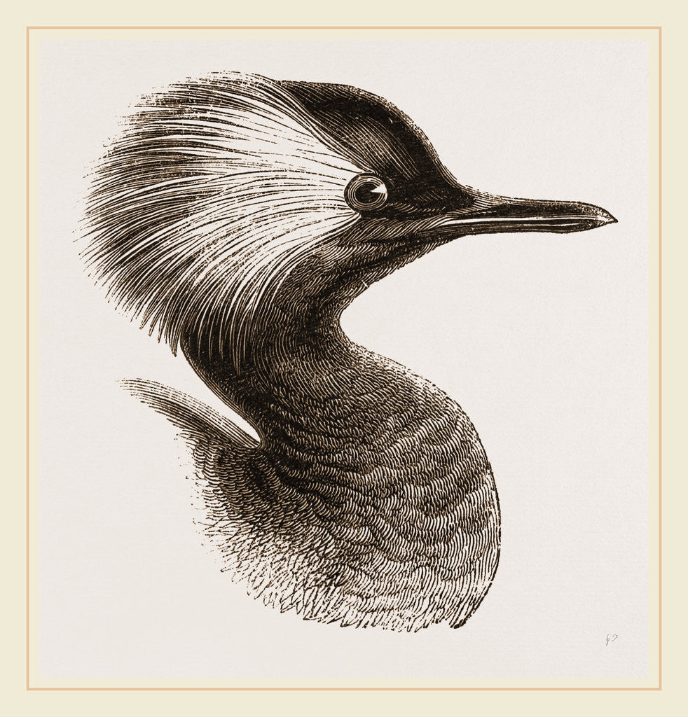 Detail of Head of Grebe by Anonymous