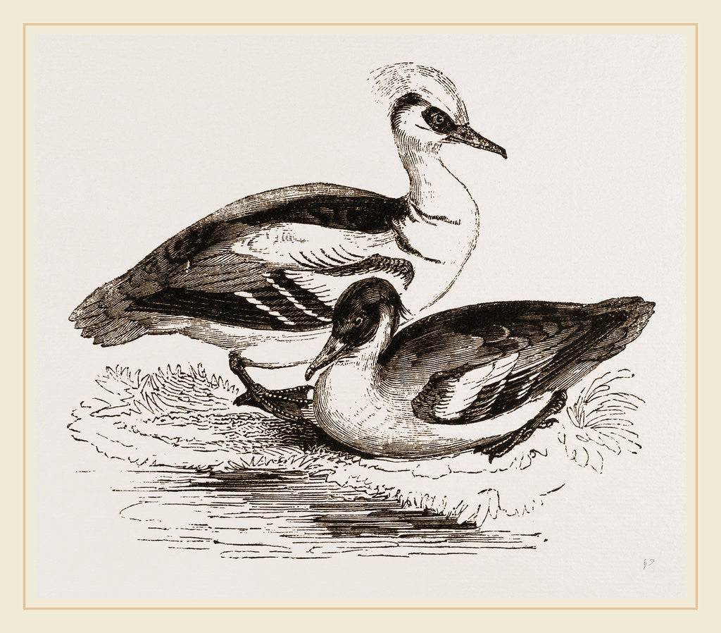 Detail of Smews by Anonymous