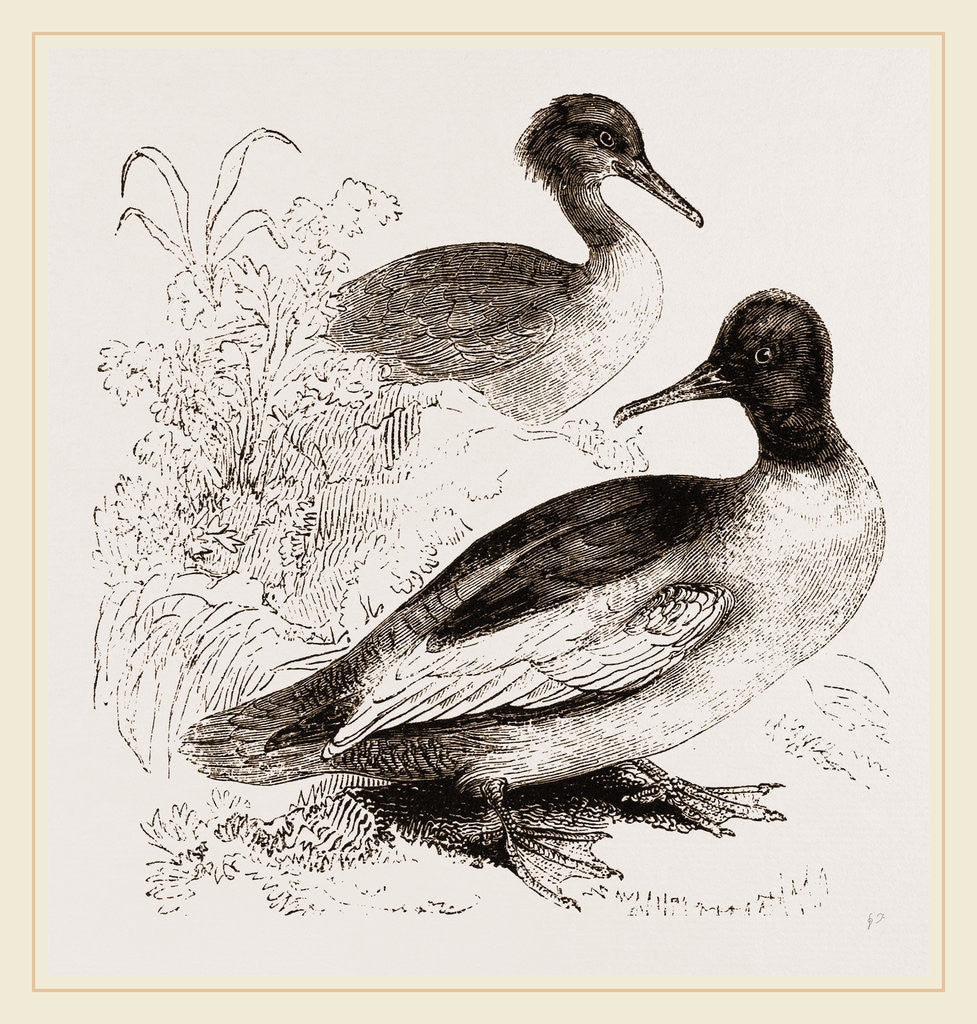 Detail of Goosanders by Anonymous