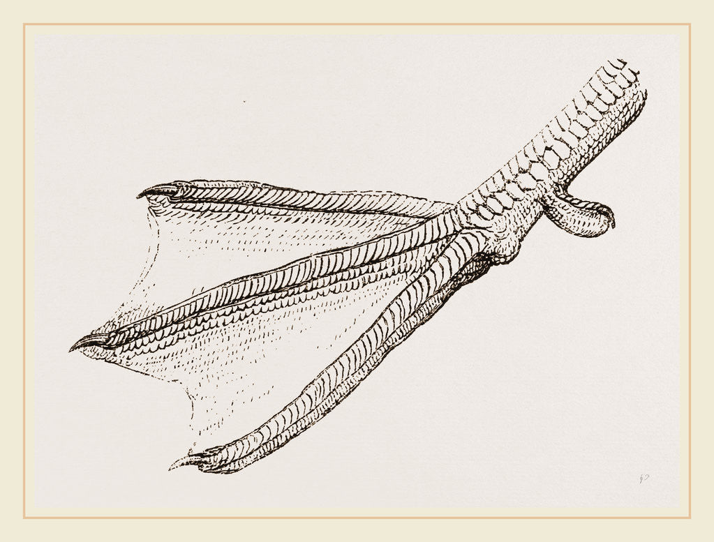 Detail of Foot of Merganser by Anonymous