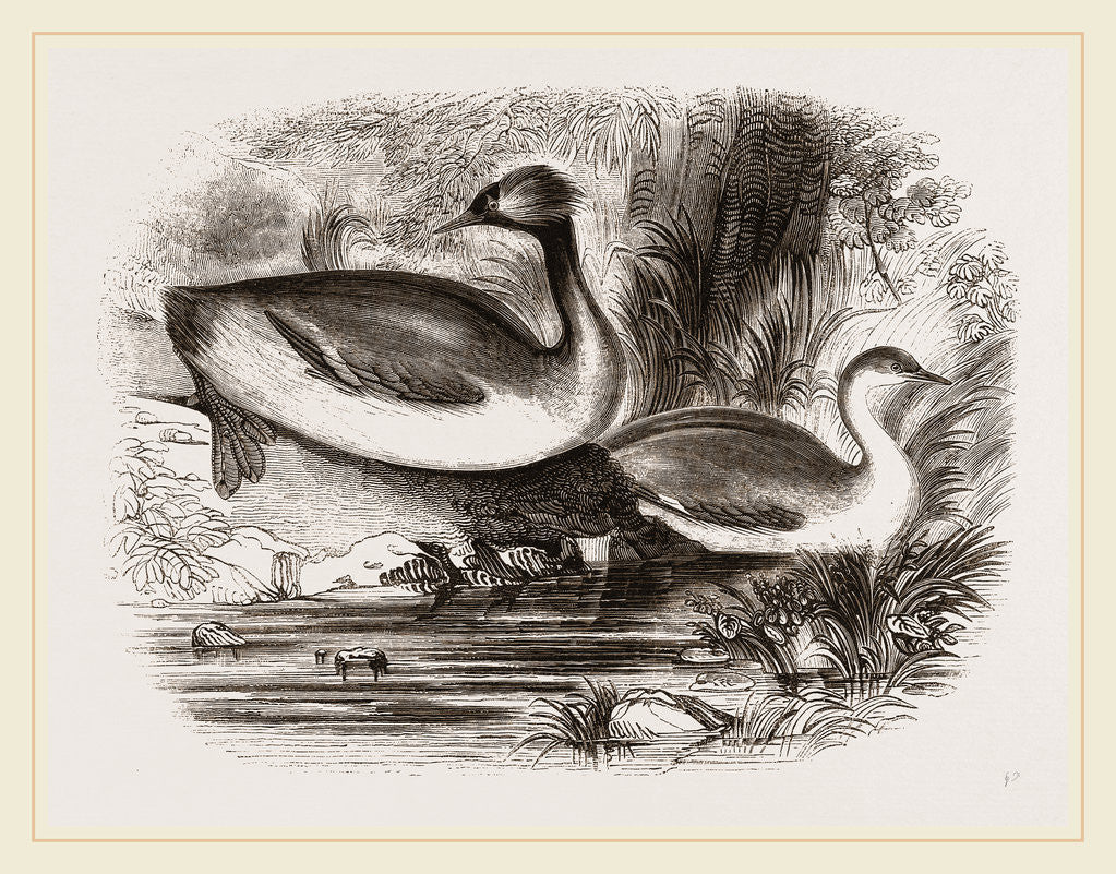 Detail of Eared Grebes by Anonymous
