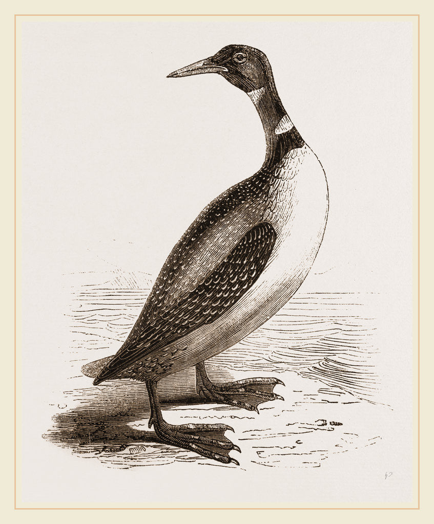 Detail of Northern Diver by Anonymous